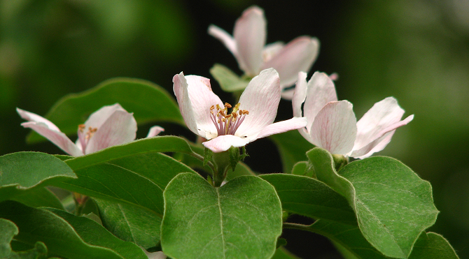 Arbre fruitier cognassier