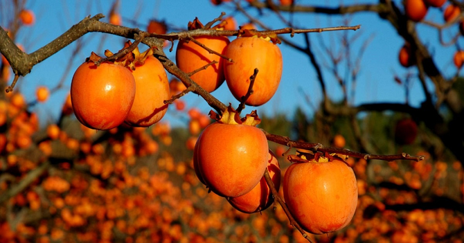 Le guide des arbres fruitiers méconnus