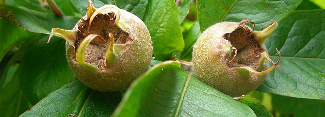 Le guide des arbres fruitiers méconnus