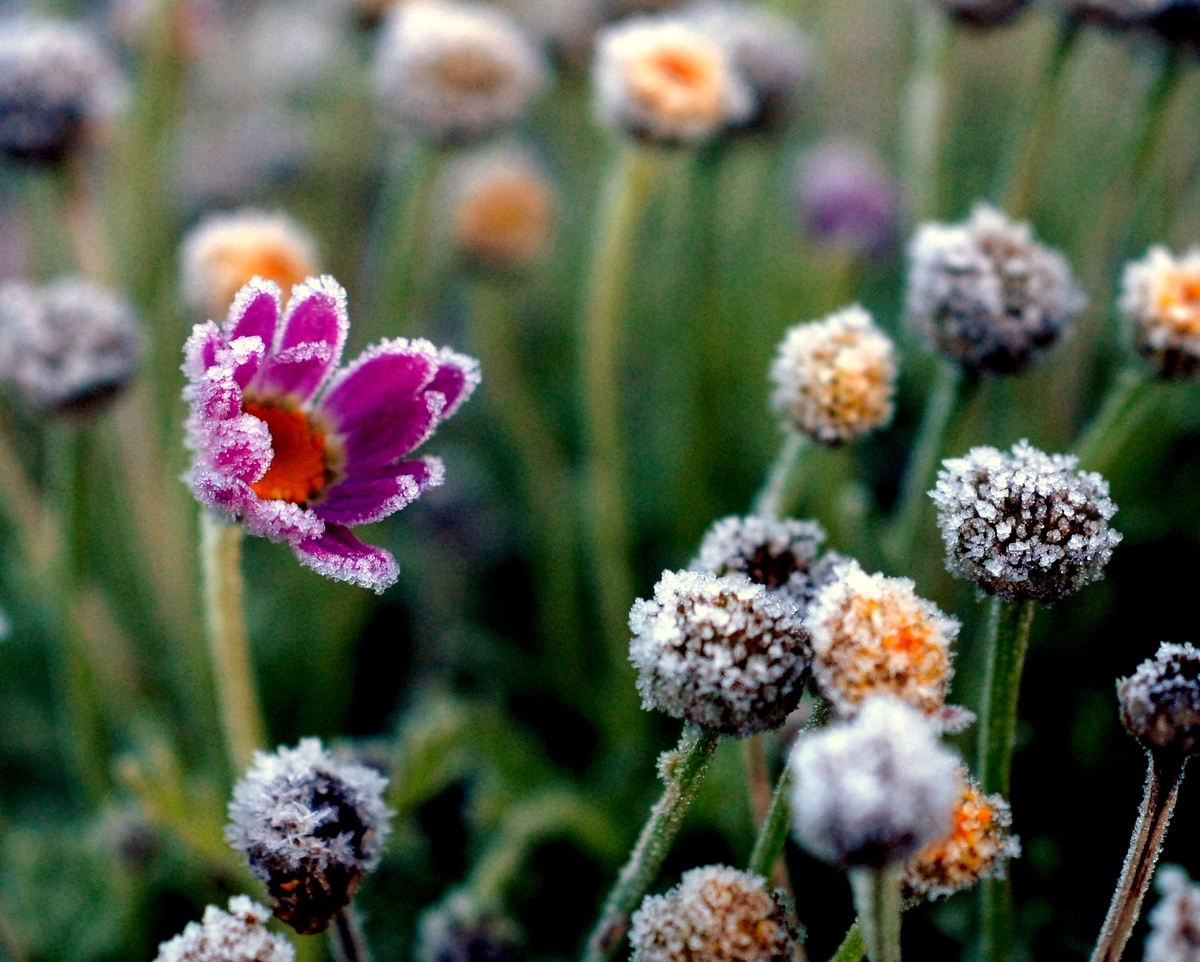 Plantes gelees en hiver