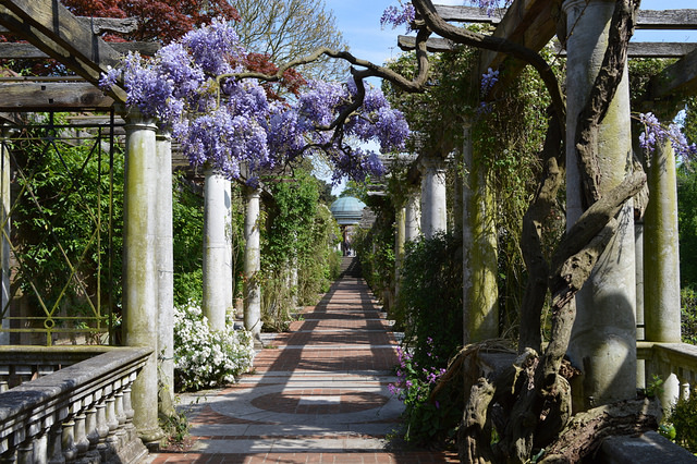 Plantes grimpantes et palissage