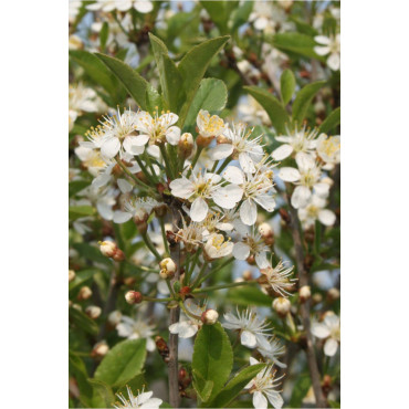 PRUNUS fruticosa GLOBOSA (Cerisier du Japon boule)