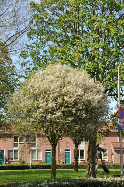 PRUNUS fruticosa GLOBOSA