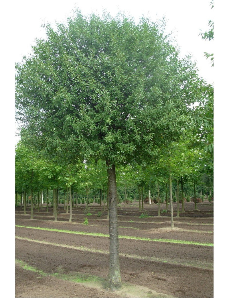 PRUNUS fruticosa GLOBOSA PRUNUS fruticosa GLOBOSA