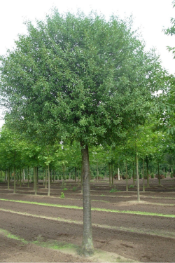 PRUNUS fruticosa GLOBOSA