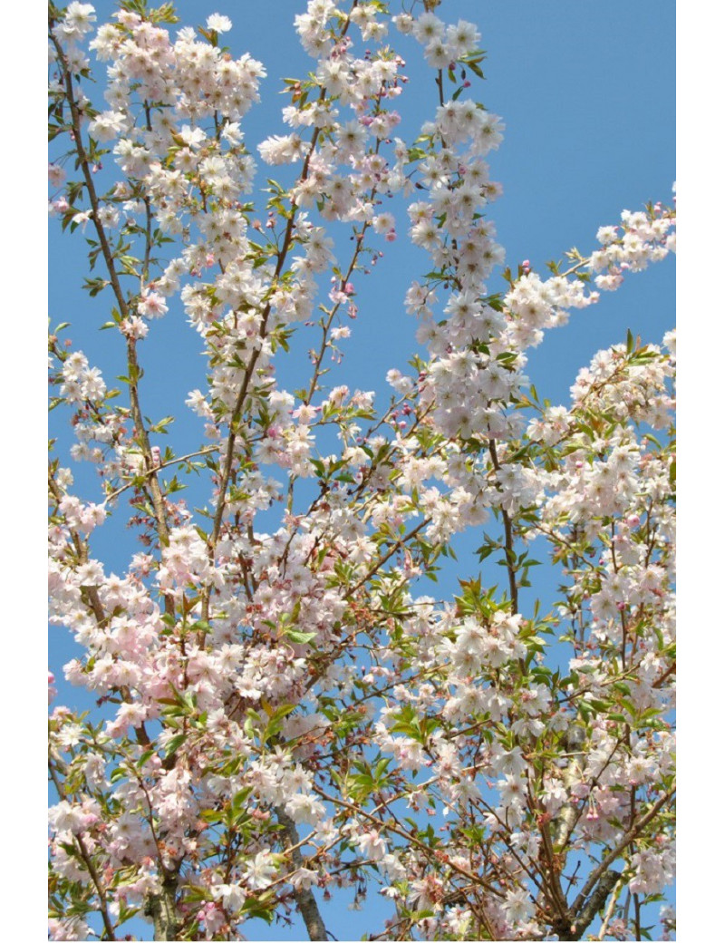 PRUNUS subhirtella AUTUMNALIS (Cerisier d'hiver du Japon) 