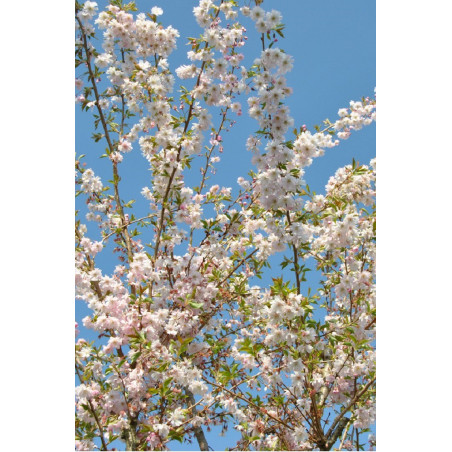 PRUNUS subhirtella AUTUMNALIS (Cerisier d'hiver du Japon) 