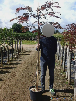 ALBIZIA julibrissin EVEY'S PRIDE En pot de 15-20 litres baliveau hauteur 150-200 cm