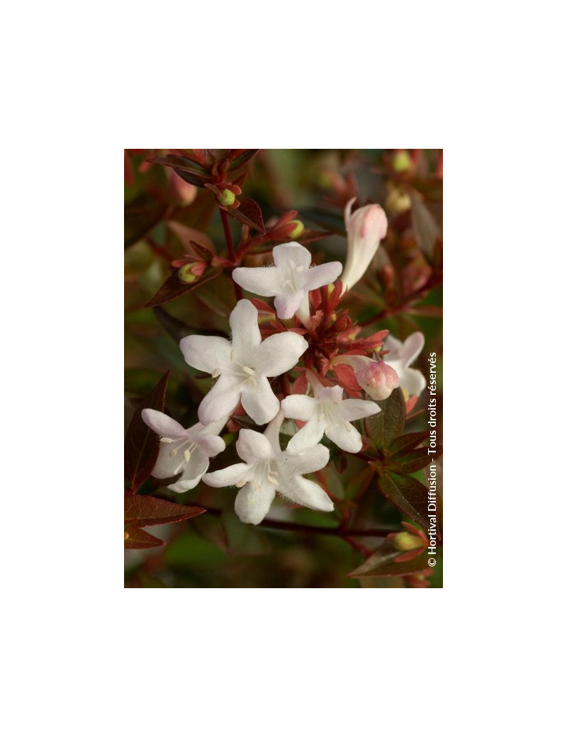 ABELIA grandiflora SHERWOOD (Abélia à grandes fleurs Sherwood)