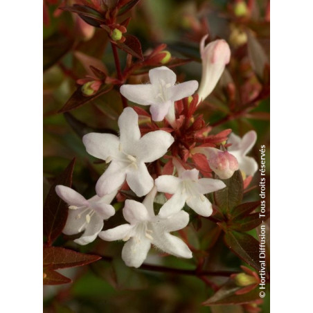 ABELIA grandiflora SHERWOOD (Abélia à grandes fleurs Sherwood) 
