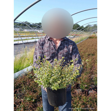 ABELIA SPARKLING SILVER En pot de 4-5 litres buisson diamètre 025-030 cm