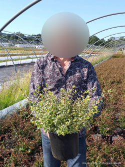 ABELIA SPARKLING SILVER En pot de 4-5 litres buisson diamètre 025-030 cm