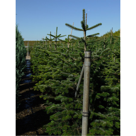 ABIES nordmanniana (Sapin du Caucase)