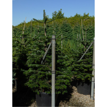 ABIES nordmanniana (Sapin du Caucase)