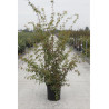 ACER palmatum (Érable du Japon)