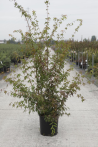 ACER palmatum En pot de 12-15 litres buisson hauteur 080-100 cm