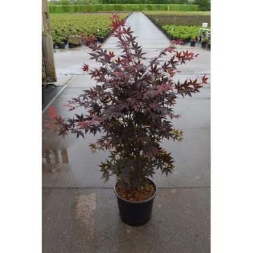 ACER palmatum ATROPURPUREUM (Érable du Japon) En pot de 10-12 litres forme buisson