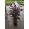 ACER palmatum ATROPURPUREUM (Érable du Japon) En pot de 10-12 litres forme buisson