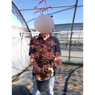 ACER palmatum ATROPURPUREUM (Érable du Japon) Pot de 4 litres