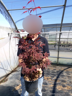 ACER palmatum ATROPURPUREUM En pot de 4-5 litres buisson hauteur 040-060 cm