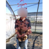 ACER palmatum ATROPURPUREUM En pot de 4-5 litres buisson hauteur 040-060 cm
