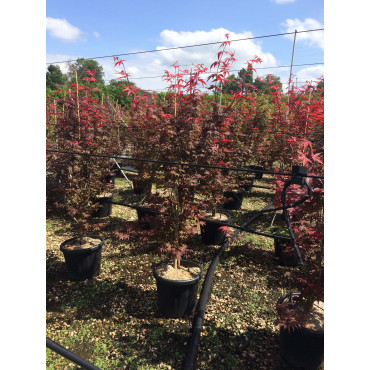 ACER palmatum ATROPURPUREUM (Érable du Japon) En pot de 15-20 litres forme buisson