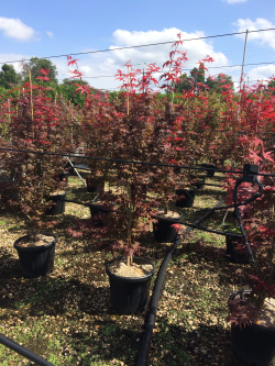 ACER palmatum ATROPURPUREUM En pot de 15-20 litres buisson hauteur 100-125 cm