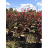 ACER palmatum ATROPURPUREUM (Érable du Japon) En pot de 15-20 litres forme buisson