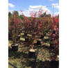 ACER palmatum ATROPURPUREUM En pot de 15-20 litres buisson hauteur 100-125 cm
