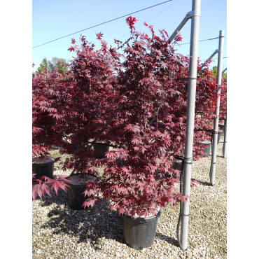 ACER palmatum ATROPURPUREUM (Érable du Japon) En pot de 35-50 litres forme buisson