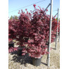 ACER palmatum ATROPURPUREUM (Érable du Japon) En pot de 35-50 litres forme buisson