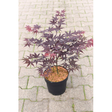 ACER palmatum BLOODGOOD En pot de 4-5 litres buisson hauteur 040-060 cm