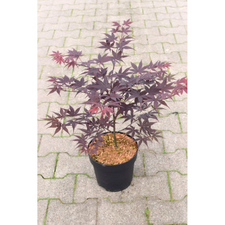 ACER palmatum BLOODGOOD (Érable du Japon)