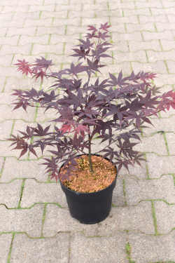 ACER palmatum BLOODGOOD En pot de 4-5 litres buisson hauteur 040-060 cm