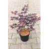 ACER palmatum BLOODGOOD En pot de 4-5 litres buisson hauteur 040-060 cm