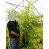 ACER palmatum ORANGE DREAM (Érable du Japon) - Pot de 10-12 litres