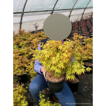 ACER palmatum ORANGE DREAM (Érable du Japon) - Pot de 4-5 litres