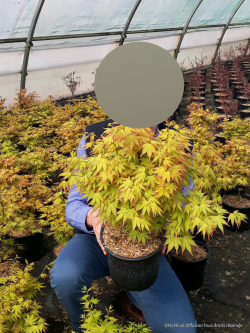 erable-du-japon-orange-dream-acer-palmatum-orange-dream-3.jpg
