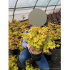 ACER palmatum ORANGE DREAM En pot de 4-5 litres buisson hauteur 030-040 cm