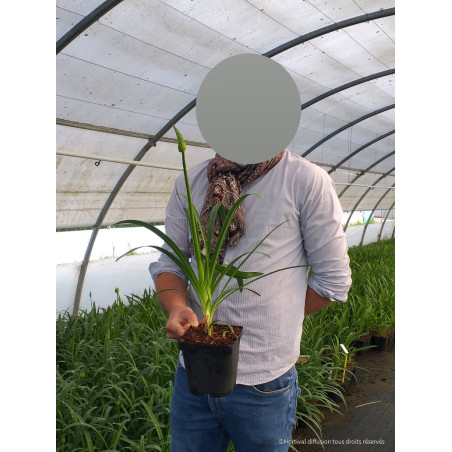 AGAPANTHUS PITCHOUNE BLUE® (Agapanthe, fleur de l'amour)