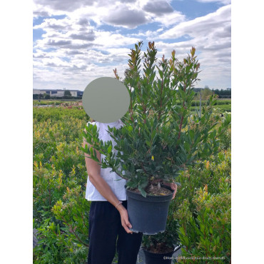 ARBUTUS unedo ATLANTIC (Arbousier, arbre aux fraises) - Pot de 10-12 litres