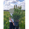 ARBUTUS unedo ATLANTIC En pot de 10-12 litres buisson hauteur 060-080 cm