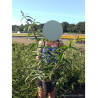 BUDDLEIA davidii PINK DELIGHT (Arbre aux papillons) En pot de 4-5 litres forme buisson