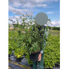 BUDDLEIA davidii PINK DELIGHT (Arbre aux papillons) En pot de 10-12 litres forme buisson extra