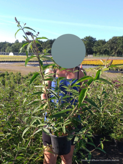 BUDDLEIA davidii En pot de 4-5 litres buisson hauteur 040-060 cm