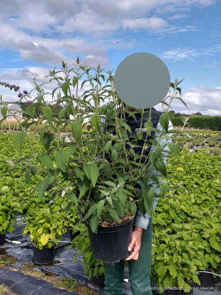 BUDDLEIA davidii En pot de 10-12 litres buisson hauteur 060-080 cm