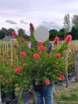 CALLISTEMON laevis En pot de 10-12 litres buisson hauteur 060-080 cm