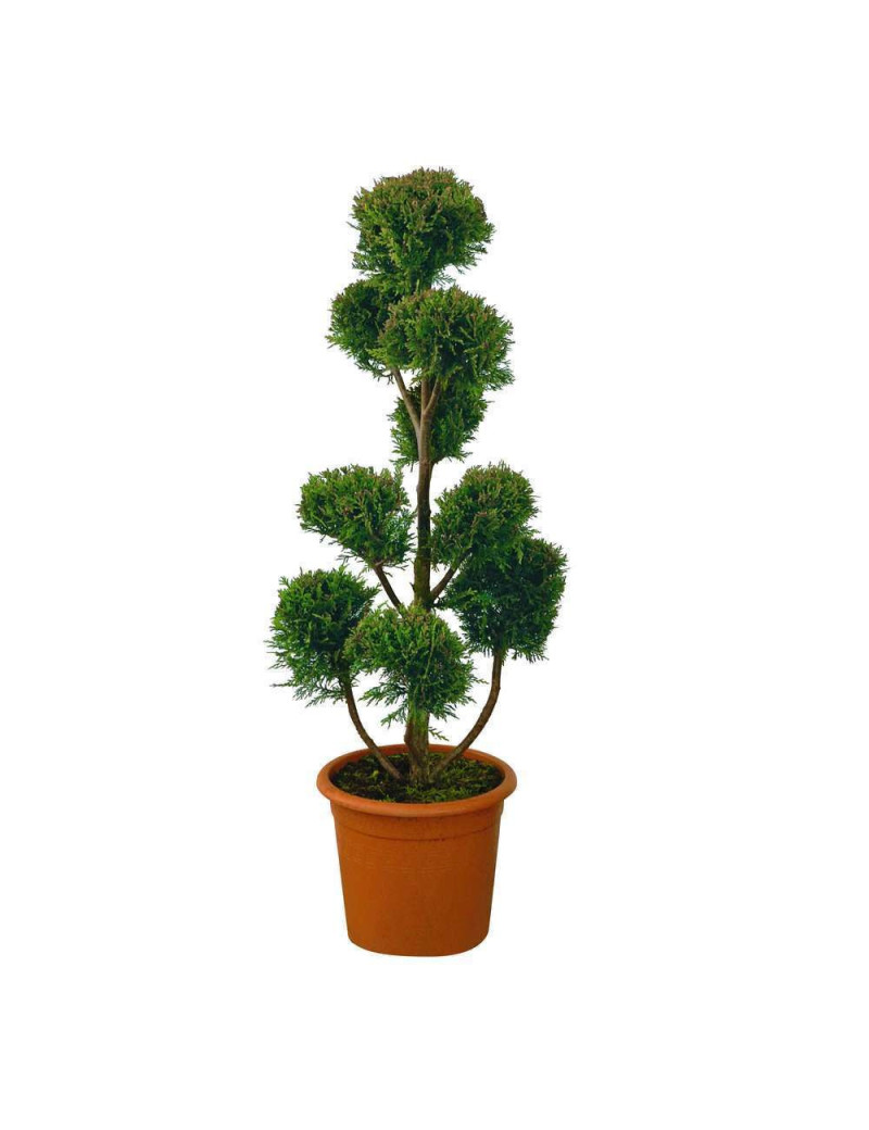 Topiaire (Plante taillée) - CUPRESSOCYPARIS leylandii (Cyprès de Leyland) Topiaire (Plante taillée) - CUPRESSOCYPARIS leylandii (Cyprès de Leyland)