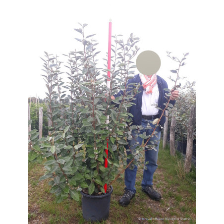 ELAEAGNUS ebbingei (Chalef)