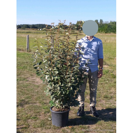 ELAEAGNUS ebbingei (Chalef)